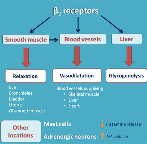 beta 2 receptor location|Iba pa.